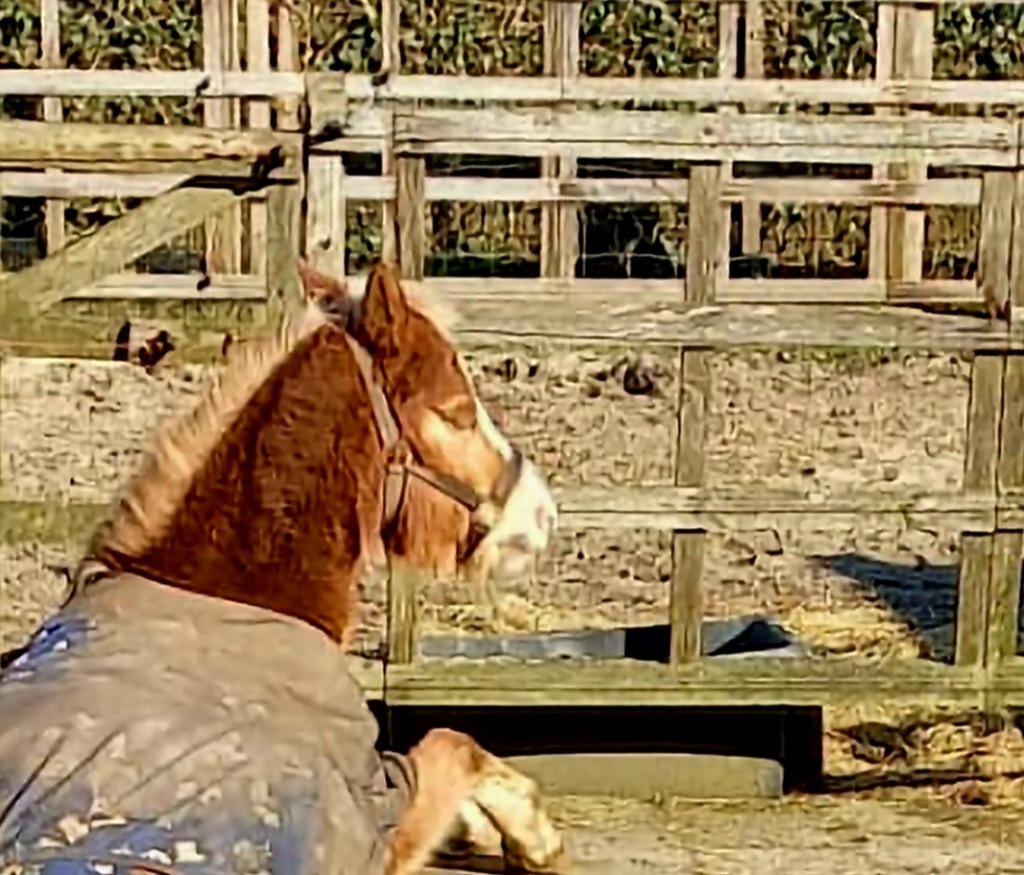 Paardencoaching, Diensten en Vakmensen, Persoonlijke ontwikkeling
