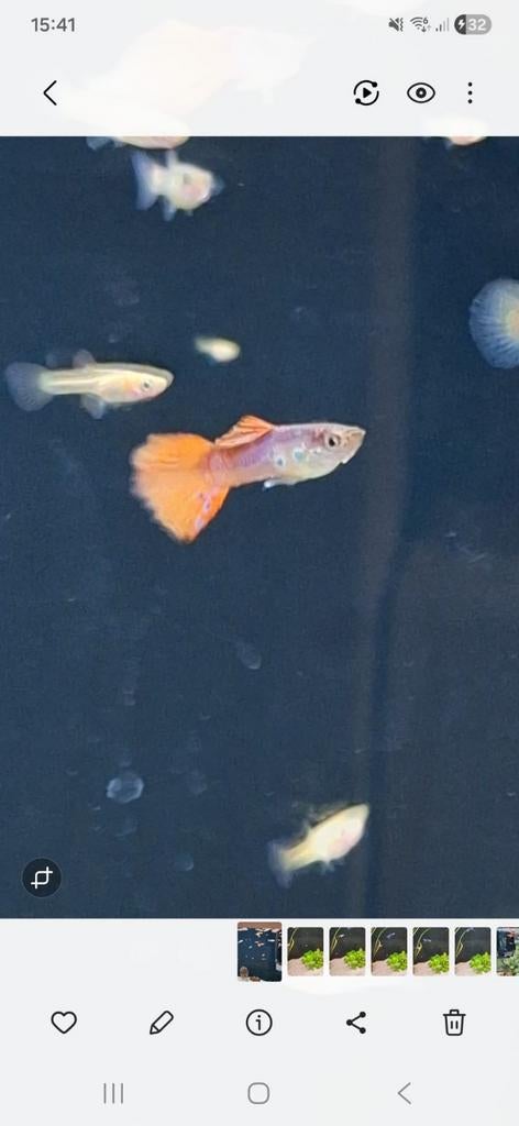 Super mooie gezonde blonde parelmoer Phoenix guppen jongen, Vis