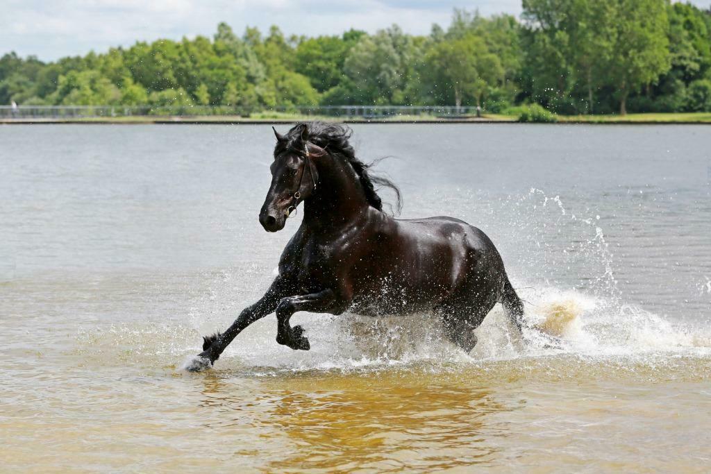 Friese paarden, Dieren en Toebehoren, Paarden, Meerdere dieren, Niet van toepassing, Recreatiepaard, Met stamboom