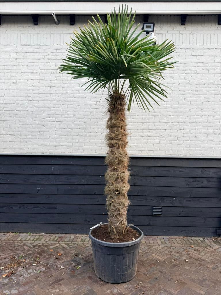 Trachycarpus fortunei palmbomen 180/200cm stam, 100 tot 250 cm, Zomer, Palmboom, Ophalen