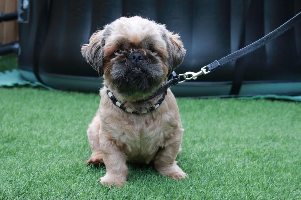 Shih tzu dekreu, 6 jaar of ouder, Reu, Meerdere, Nederland