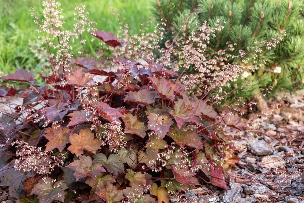 Heuchera (Purperklokje)  tuinplanten, Ophalen of Verzenden, Vaste plant, Overige soorten, Halfschaduw