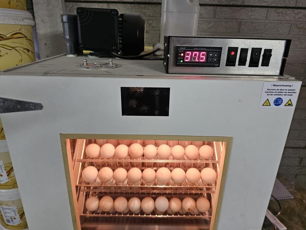 Broedeieren van de cochin kriel van de mooiste kippen! 🐣🐥, Dieren en Toebehoren, Geslacht onbekend, Kip