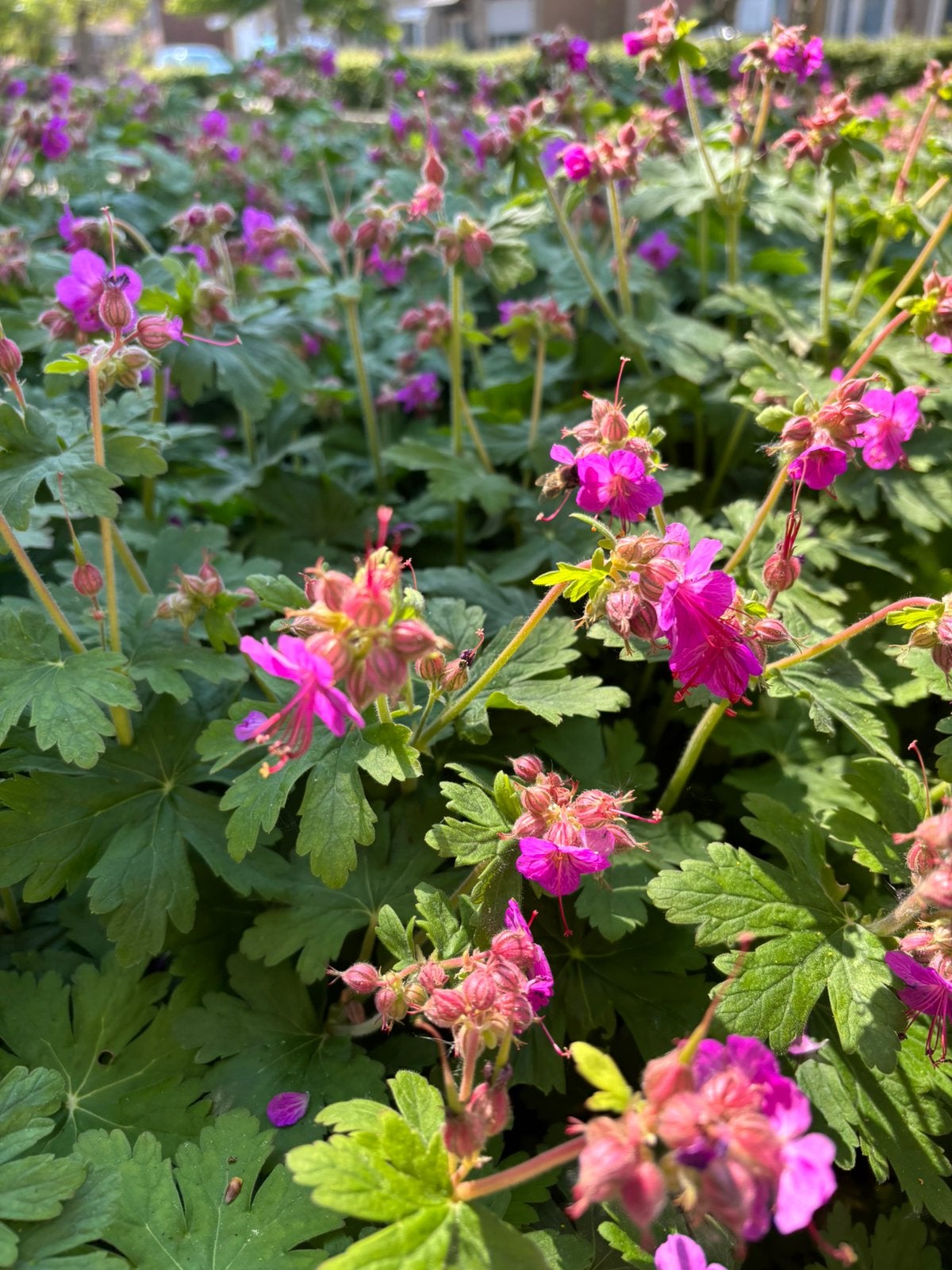 Geranium macrorrhizum vaste plant nodembedekker, Ophalen, Halfschaduw