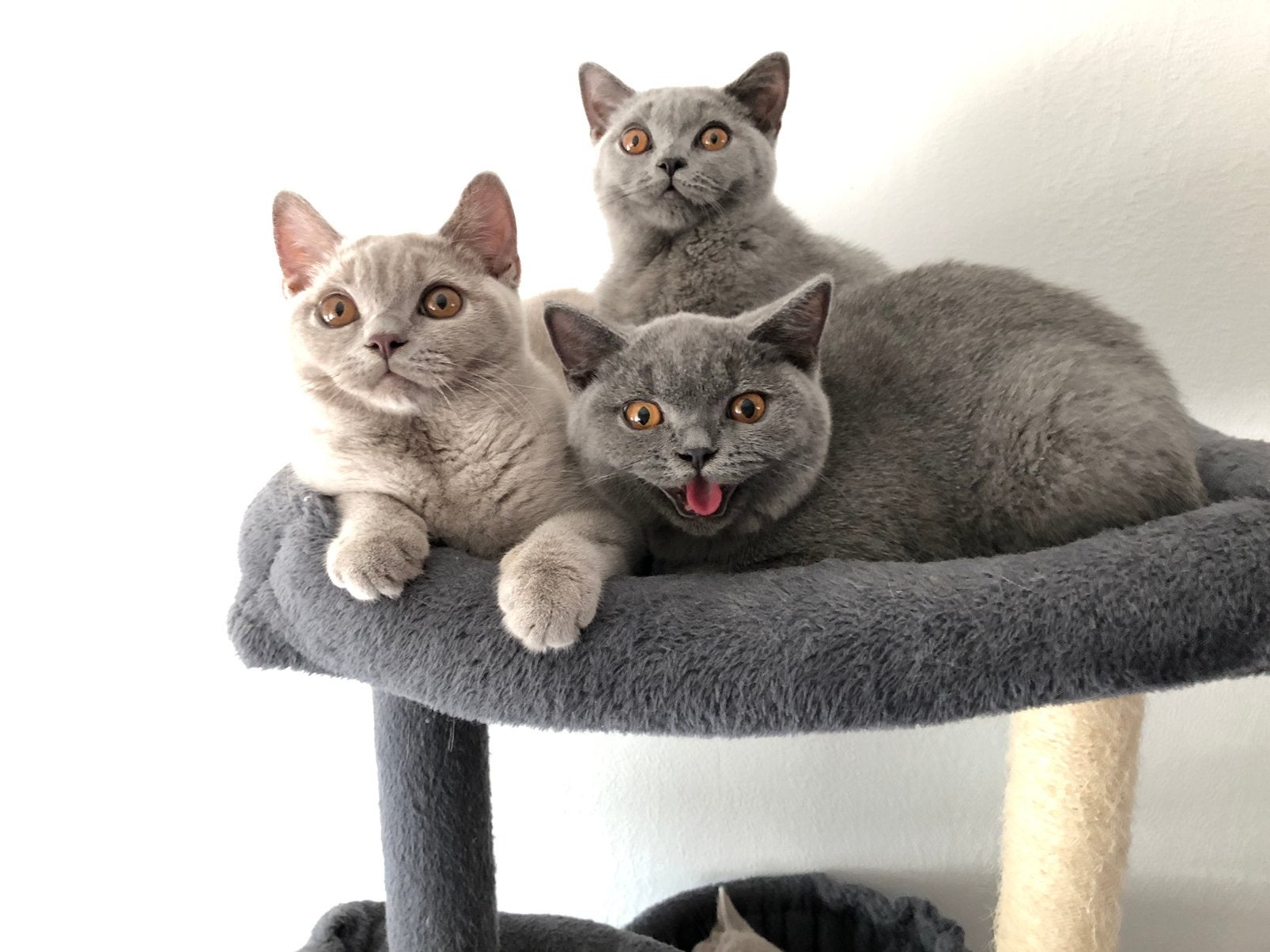 Brits Britse korthaar kittens, Dieren en Toebehoren, Meerdere dieren, Gechipt, 0 tot 2 jaar