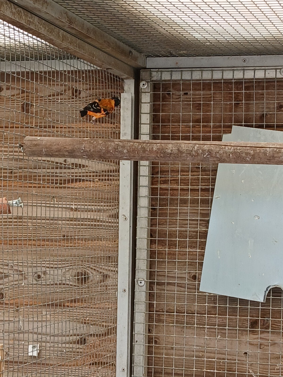 kapoetsensijs, Meerdere dieren, Tropenvogel, Geringd