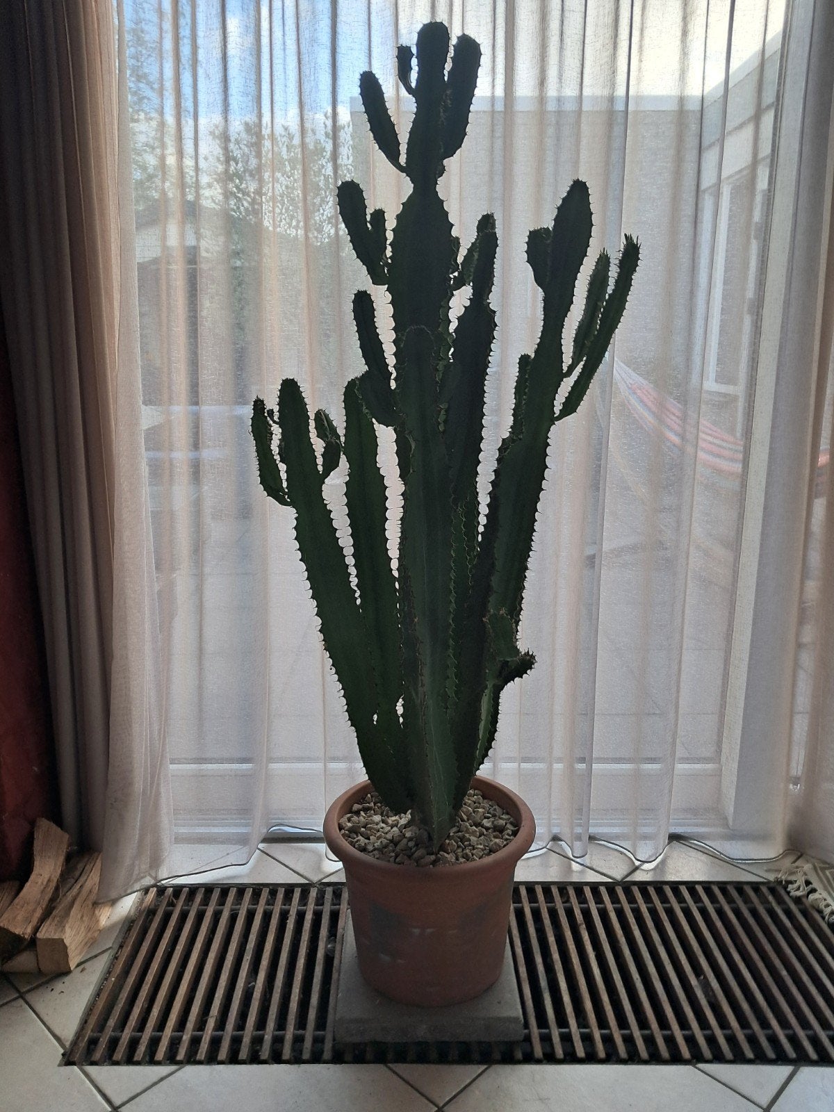 Grote Euphorbia Trigona Cactus - Prachtige Kamerplant, Volle zon, Vaste plant, Bloeit niet, Ophalen