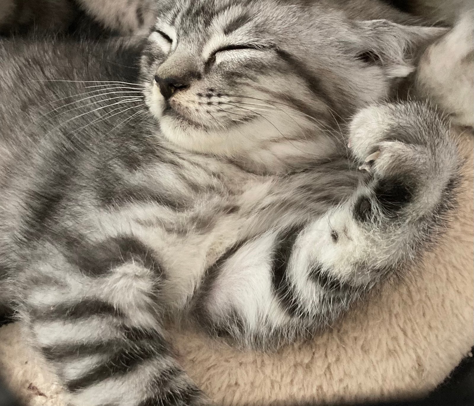 Prachtige Silver Tabby kittens 😻 Mogen meteen mee!, Meerdere dieren, Ontwormd, 0 tot 2 jaar