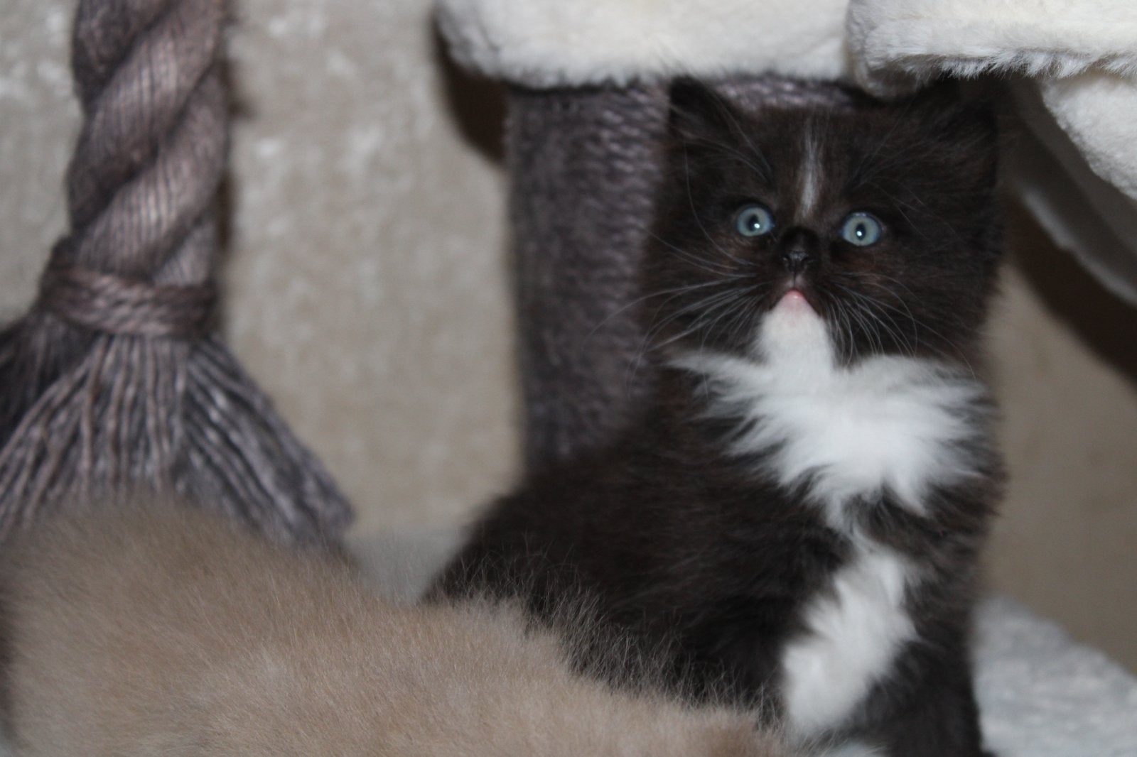 2 lieve Ragdolls zoeken huisje, Meerdere dieren, Gechipt, 0 tot 2 jaar