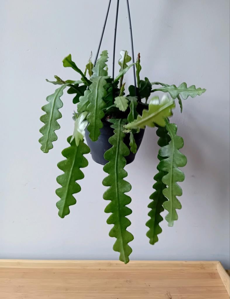 Hangplant 30cm zaagcactus, Ophalen, Overige soorten, Halfschaduw, In pot