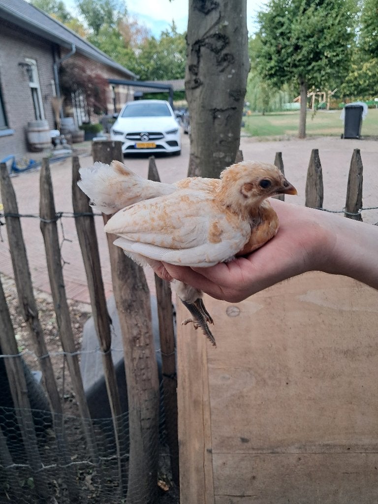 Friese hoen hen, Dieren en Toebehoren, Pluimvee, Vrouwelijk, Kip