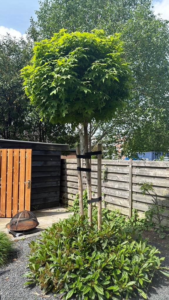 Gratis boom, Ophalen, Overige soorten, 100 tot 250 cm