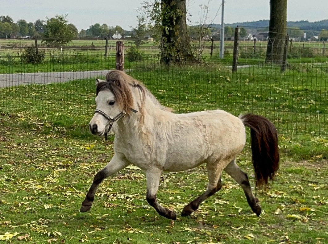 Bloedmooie amha zilvervalk hengst, Hengst