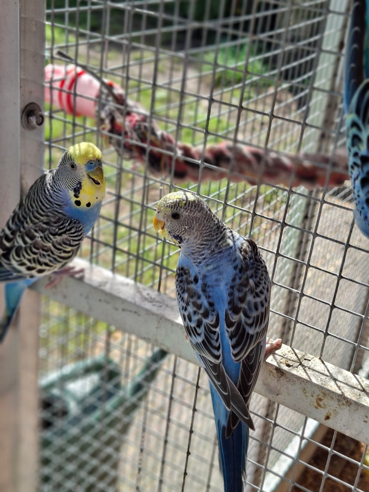 2 grasparkietjes, Dieren en Toebehoren, Meerdere dieren, Parkiet