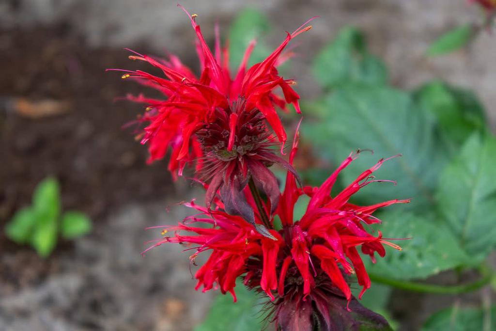 Bergamot (Monarda didyma), Ophalen of Verzenden, Volle zon