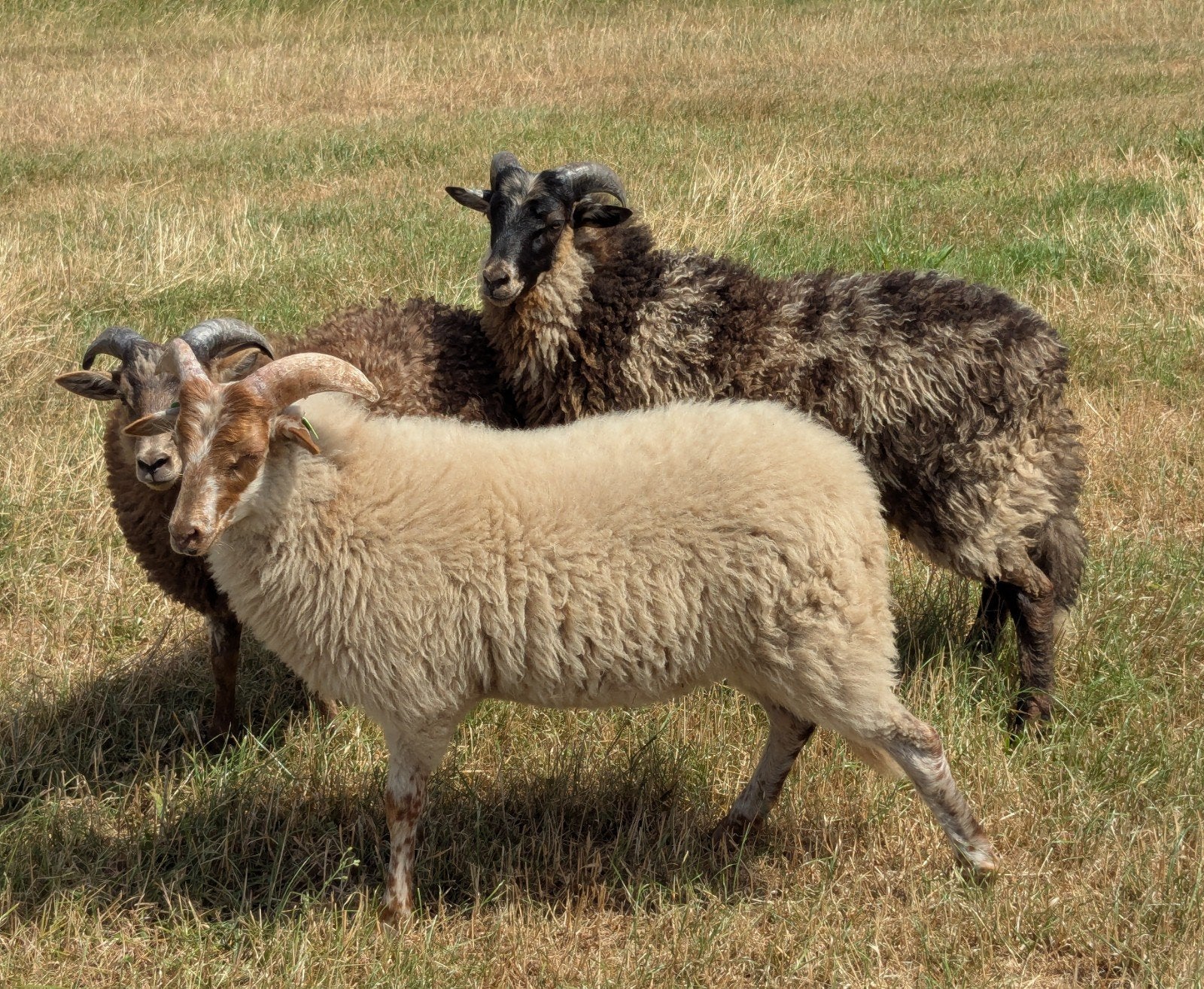 Te koop Drentse heide schapen, Dieren en Toebehoren, Mannelijk, Schaap, 0 tot 2 jaar