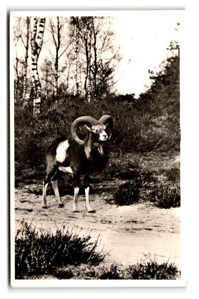 Hoenderloo, Moeflon-Ram - Park "De Hoge Veluwe", Verzenden, 1940 tot 1960, Gelopen, Gelderland