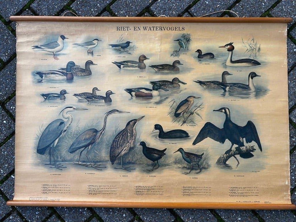Riet- en watervogels, Ophalen of Verzenden, Natuur en Biologie