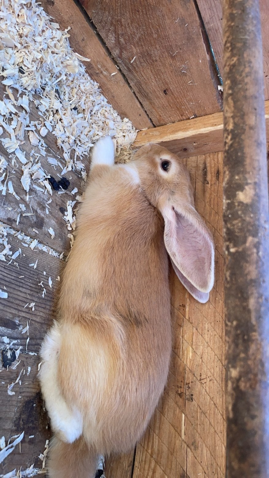 Vlaamse reus / hangoor konijn jonkies, Dieren en Toebehoren, Mannelijk, Middelgroot, Hangoor, 0 tot 2 jaar