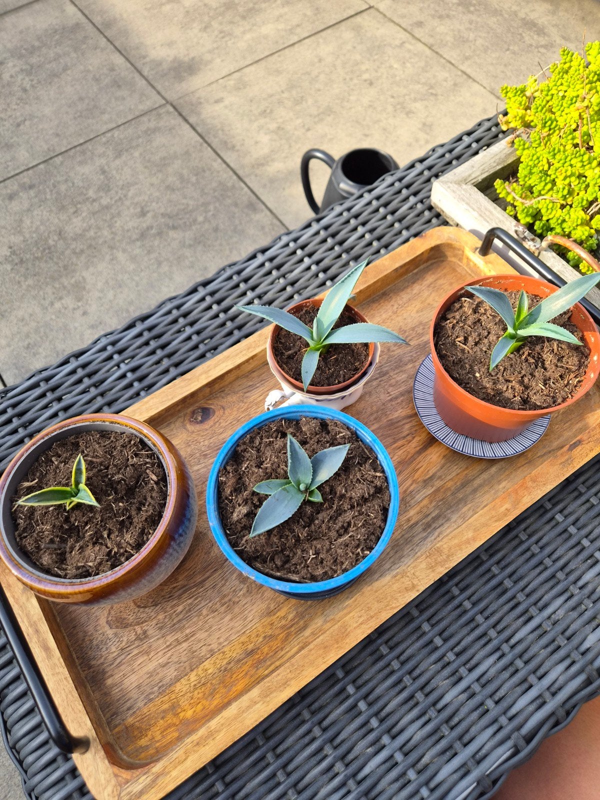 Blauwe en bonte agave stekjes €5,- per stek!, Tuin en Terras, Volle zon, Vaste plant, Bloeit niet, Ophalen