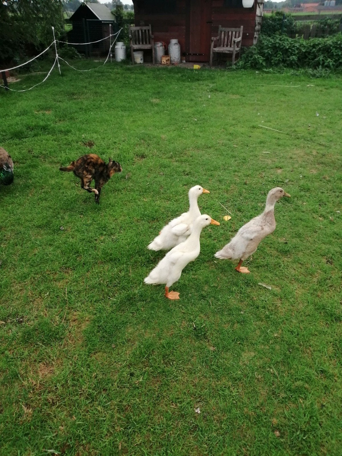 Jonge loopeenden, Dieren en Toebehoren