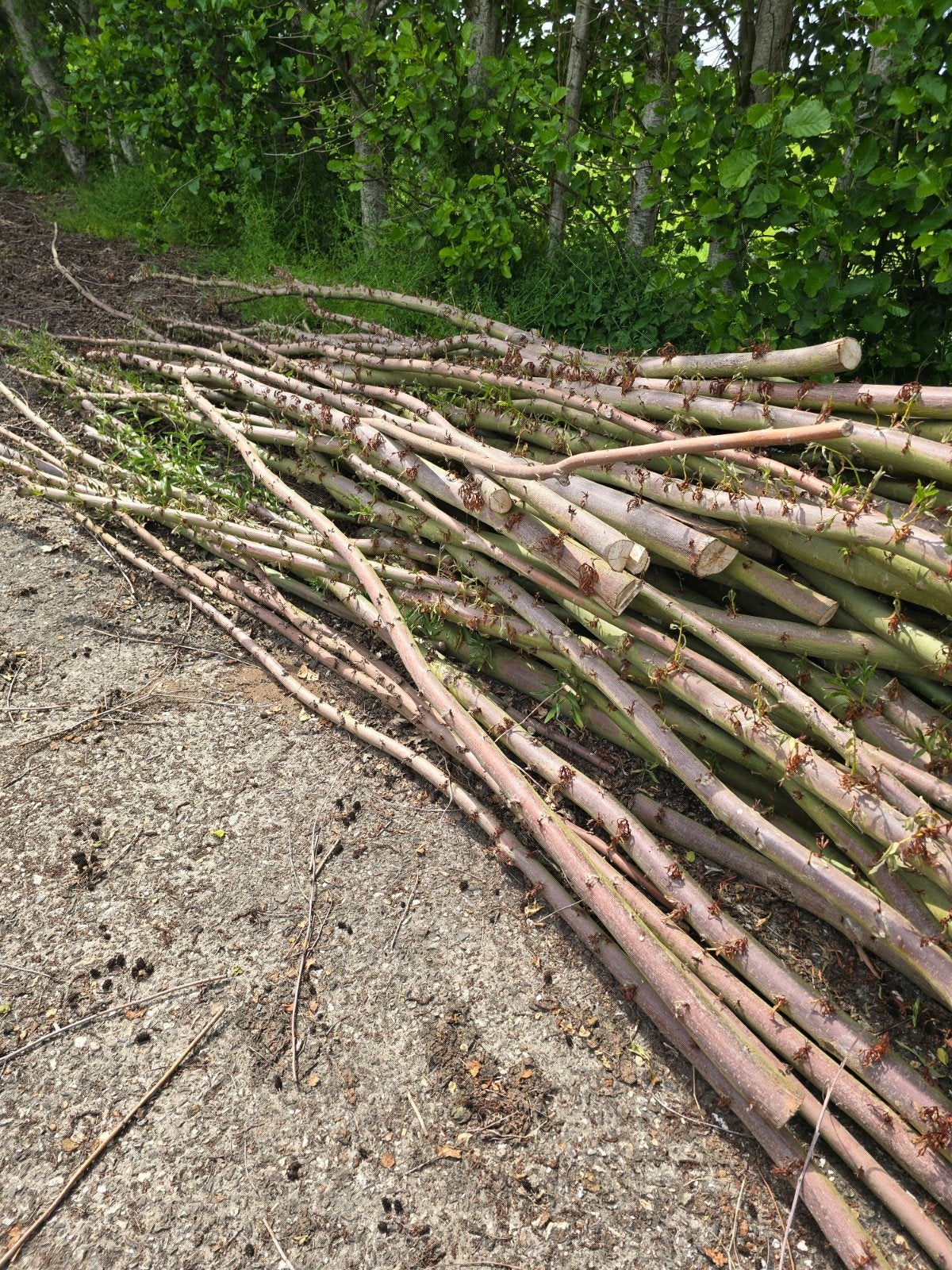 Vers wilgenhout, ideaal voor diverse projecten, Minder dan 3 m³, Ophalen, Overige houtsoorten, Takken
