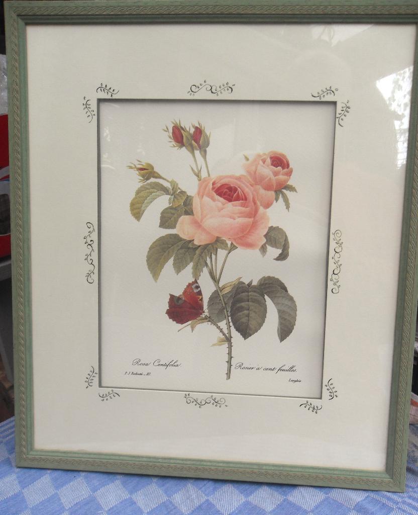 oude prent/ prent van roos/ fotolijst/ Rosa Centifolia, Natuur, Ophalen of Verzenden, Zo goed als nieuw, 1940 tot 1960