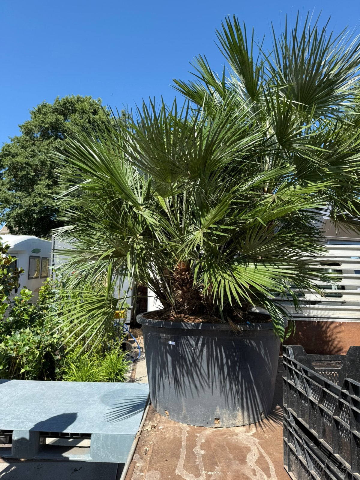 Palm mega kuip chamarops vol stek supermooi 595,-, Tuin en Terras, Planten | Bomen, 100 tot 250 cm, Zomer, Palmboom, Ophalen