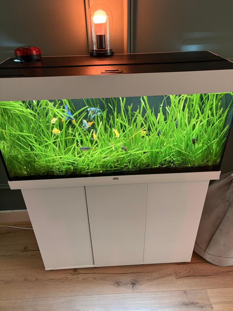 Juwel Rio 180 aquarium compleet te koop, Dieren en Toebehoren, Vissen | Aquaria en Toebehoren, Ophalen, Zo goed als nieuw, Gevuld zoetwateraquarium