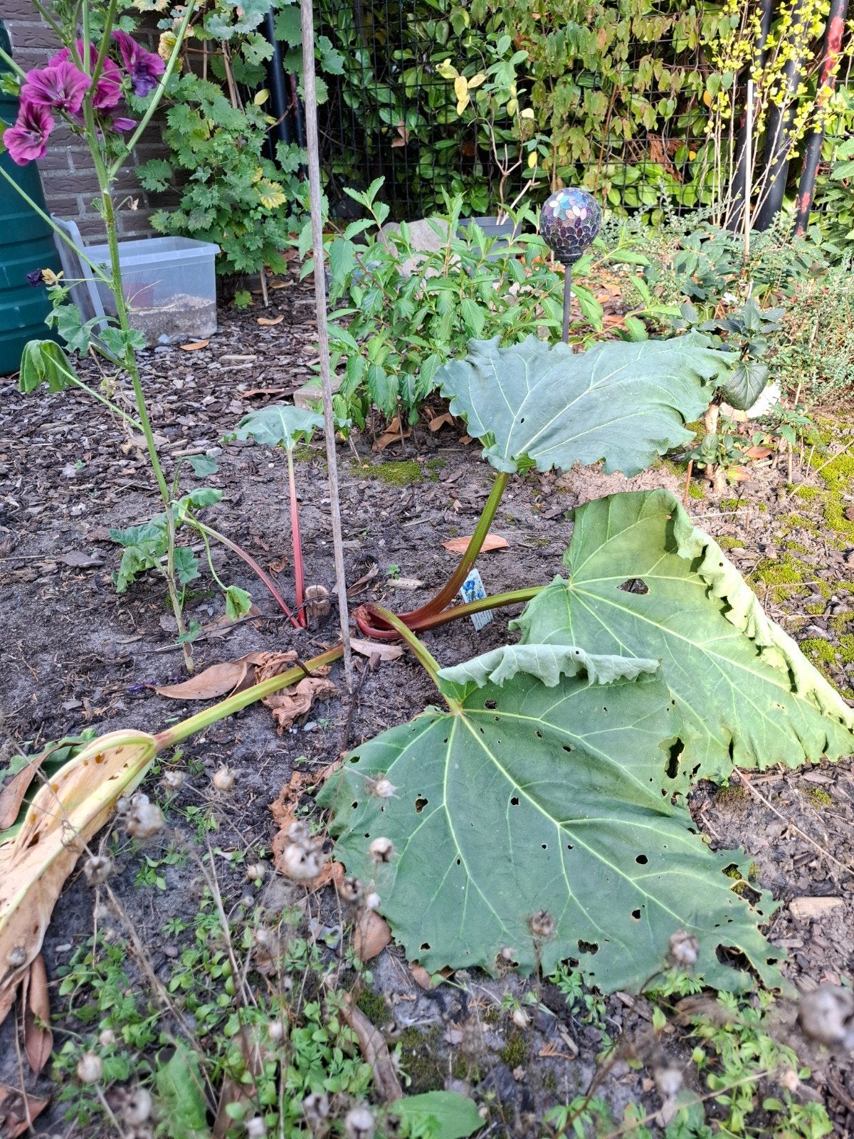 Rabarberplant, Volle zon, Vaste plant, Bloeit niet, Ophalen