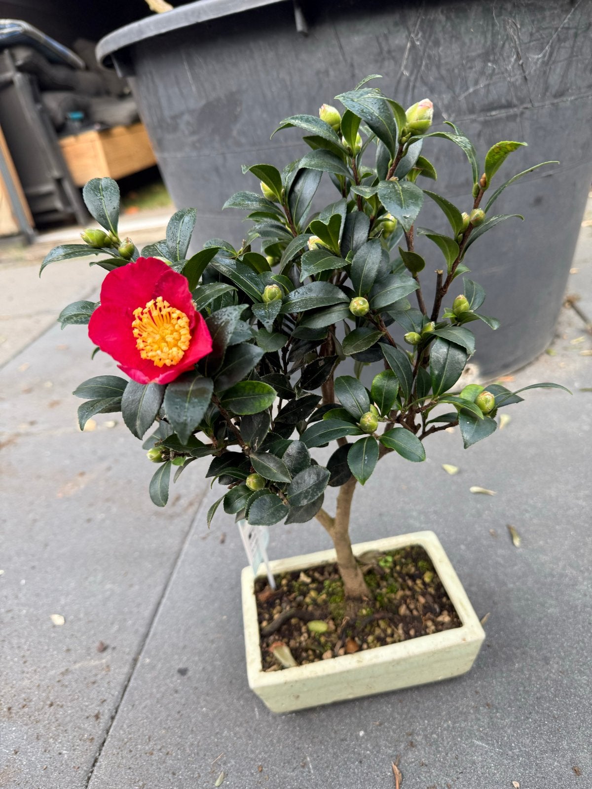 Prachtige Camellia Bonsai - Rode bloemen, Overige soorten, Vaste plant, Ophalen of Verzenden, Halfschaduw