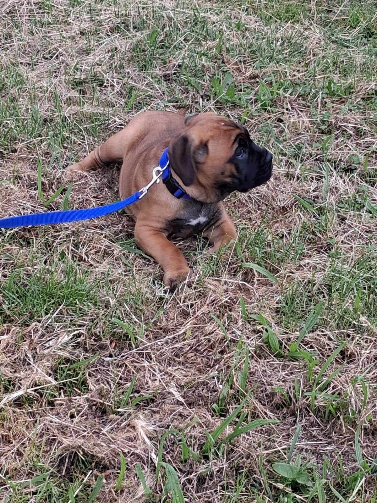 Cane Corso pup, Dieren en Toebehoren, Nederland, 8 tot 15 weken, Teef, Eén hond