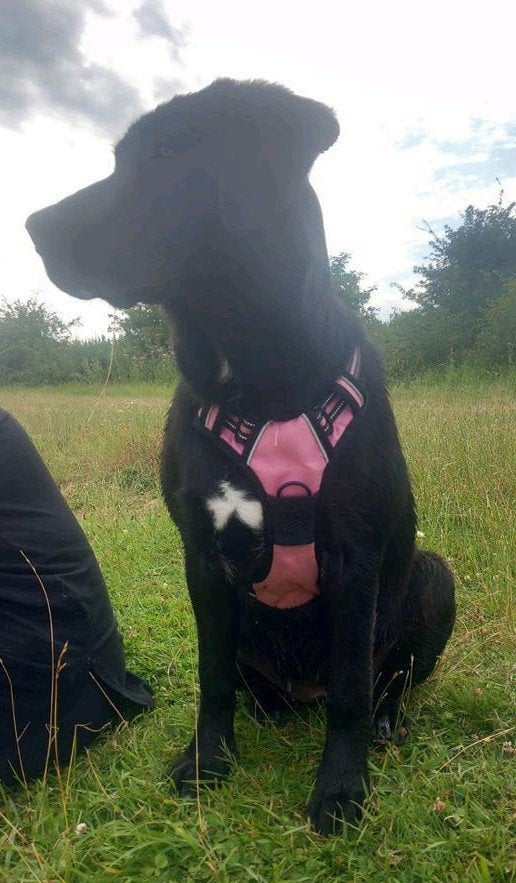 Luna 3Luik!, 15 weken tot 1 jaar, Teef, Eén hond, CDV (hondenziekte)
