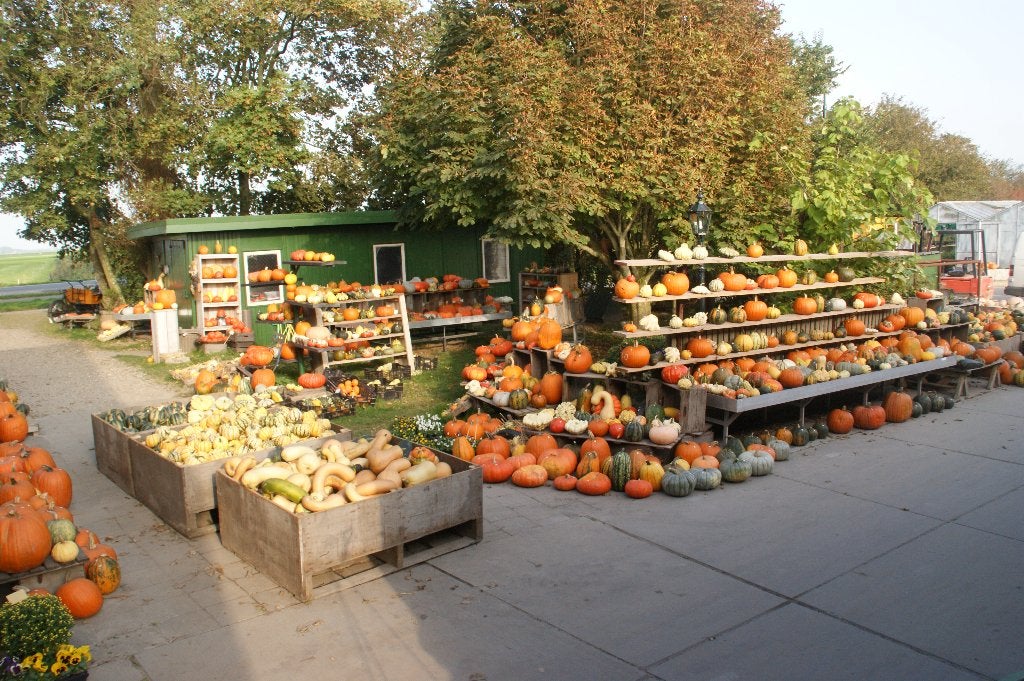 pompoenen en kalebassen te koop, Ophalen, Nieuw
