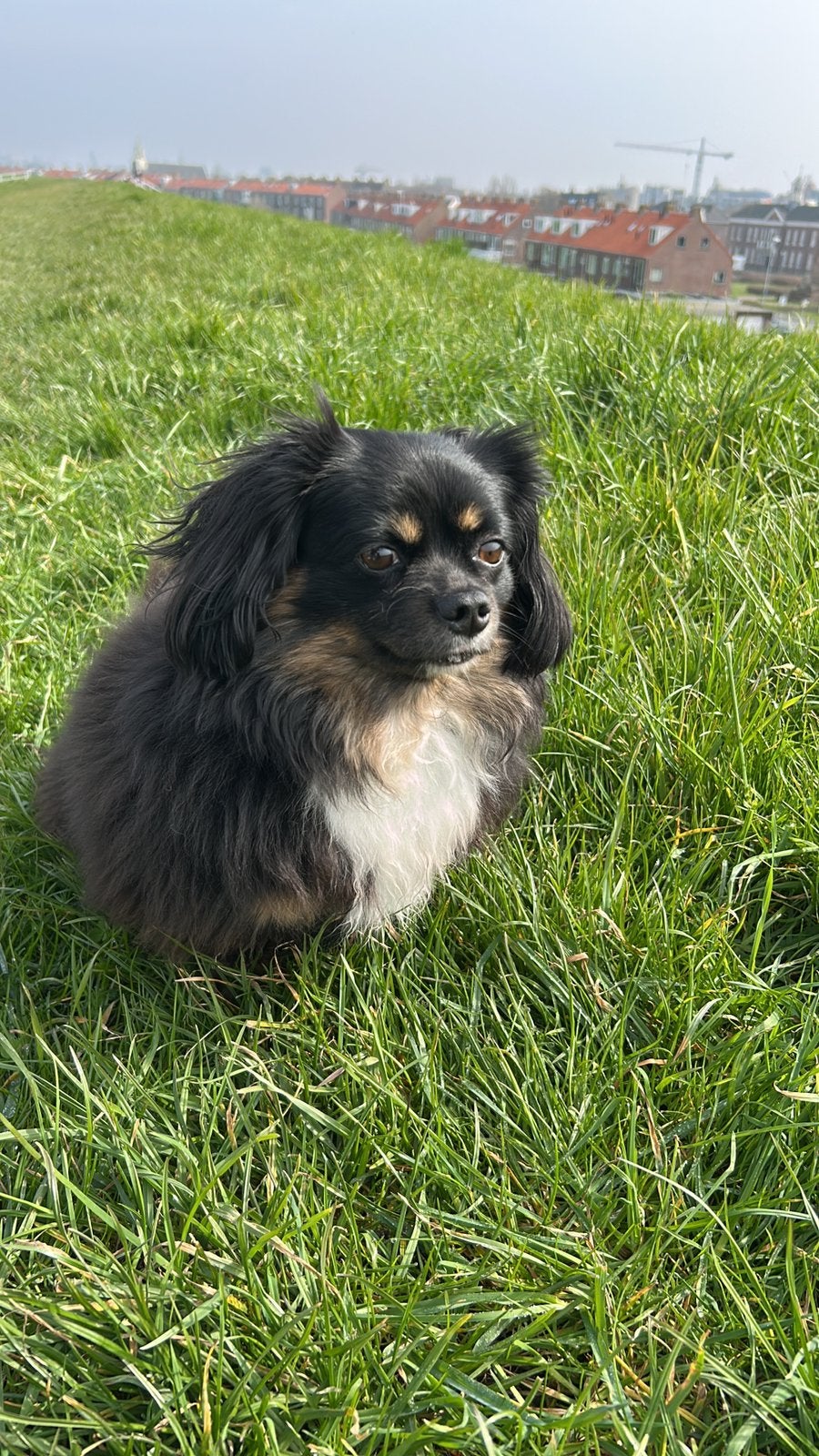 Honden oppas aangeboden, Ophalen