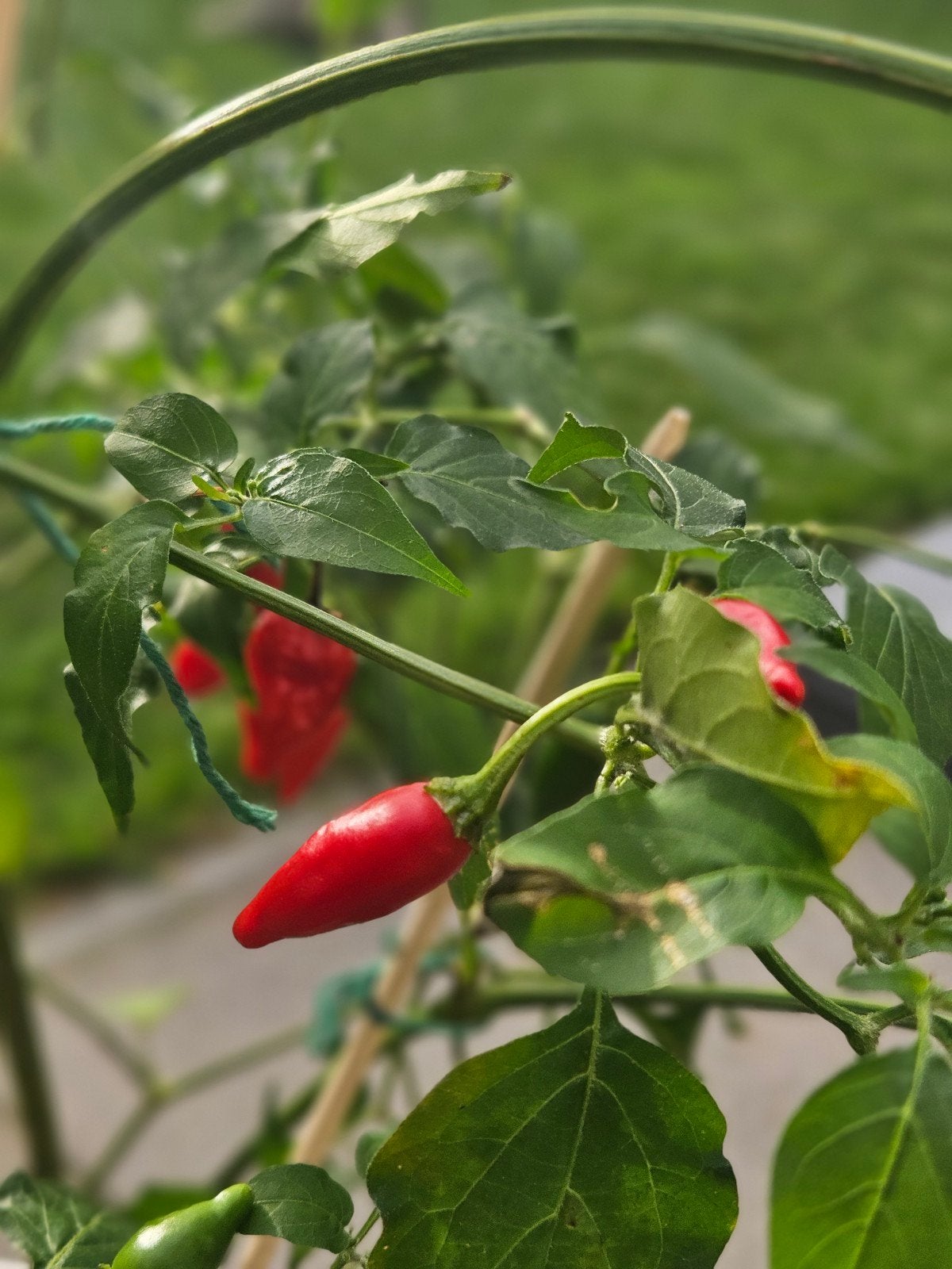 Chilipeperplant met veel rode pepers, Tuin en Terras, Planten | Tuinplanten, Volle zon, Eenjarig, Ophalen of Verzenden, Zomer