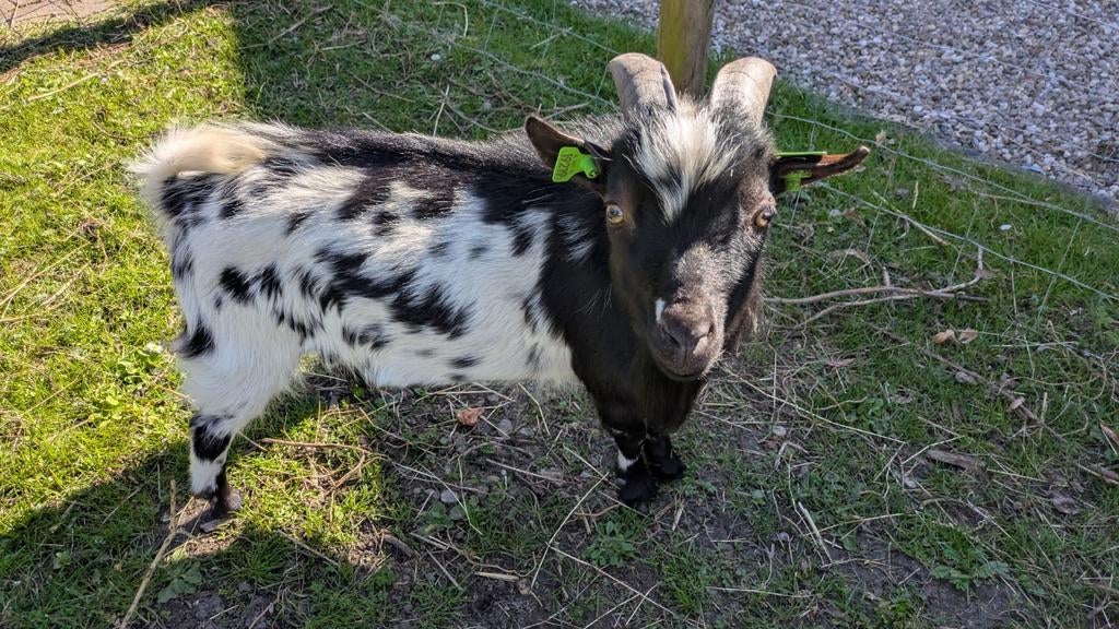 Dwerggeit Bokje, net 1 jaar oud, Dieren en Toebehoren, Mannelijk, Geit