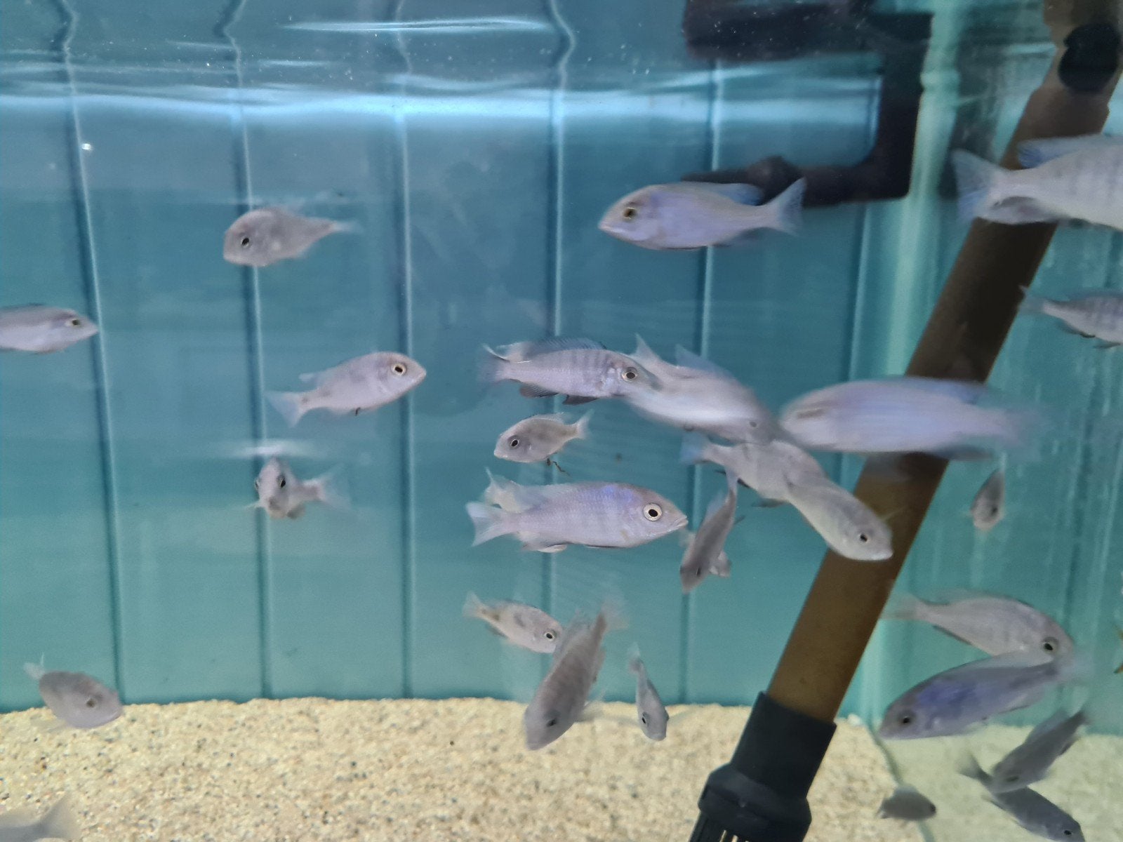 Dolfijn Cichliden, Cyrtocara Moorii Malawi Cichliden, Dieren en Toebehoren, Vissen | Aquariumvissen, Zoetwatervis, Vis