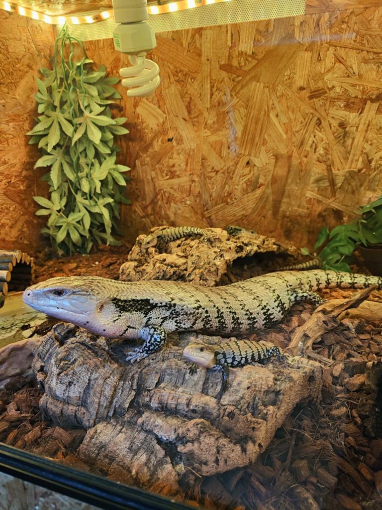 0.0.7 Tiliqua gigas Evenenscens Blue Tongue Skink - female for sale from ...