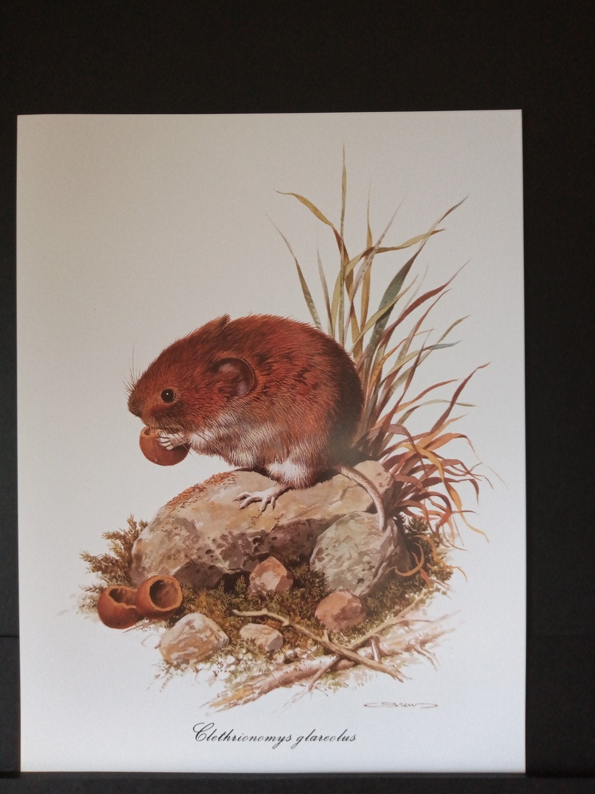 Prent - Rosse woelmuis - getekend Carl Brenders ( Wildlife ), Gebruikt, Verzenden, 1980 tot heden, Dier