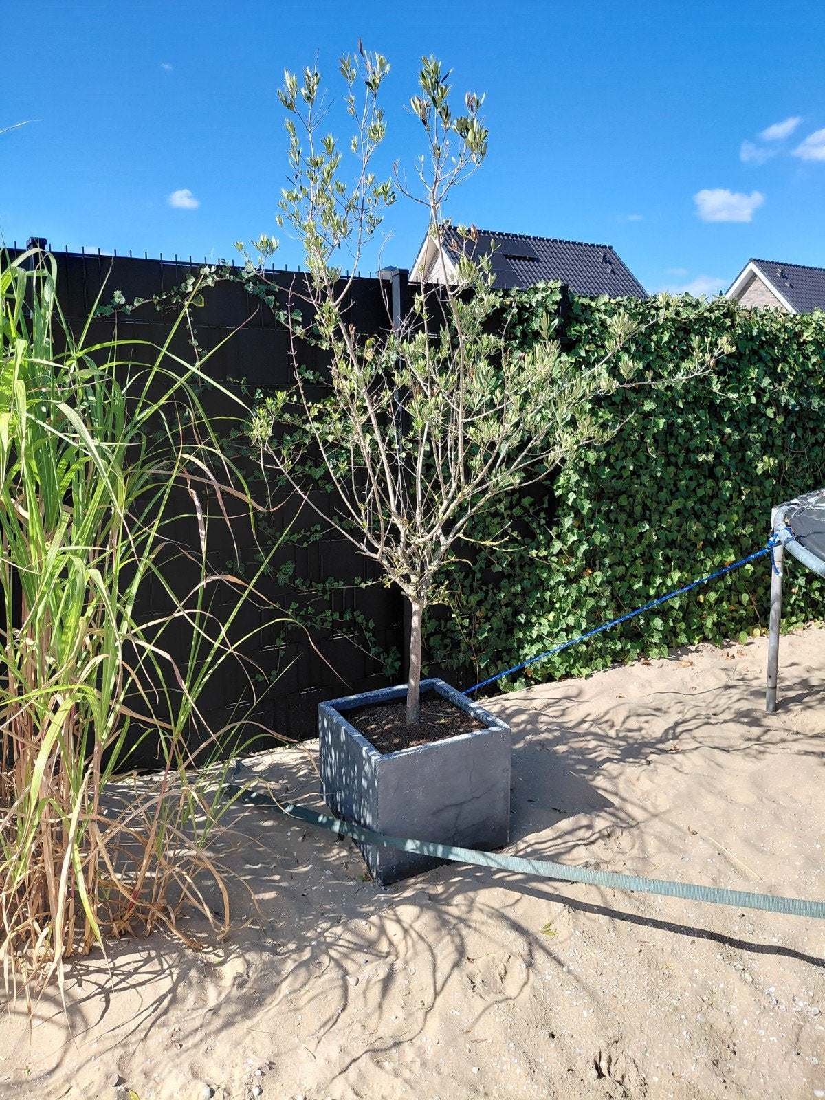 Olijfboom in betonnen pot, Ophalen, Gebruikt, Minder dan 60 cm, Vierkant