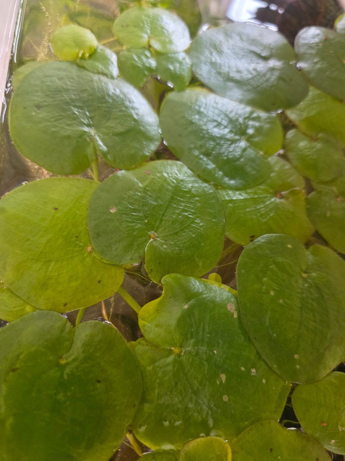 🌿 Amazone Kikkerbeet - Limnobium laevigatum, Ophalen of Verzenden, Plant(en), Steen of Hout