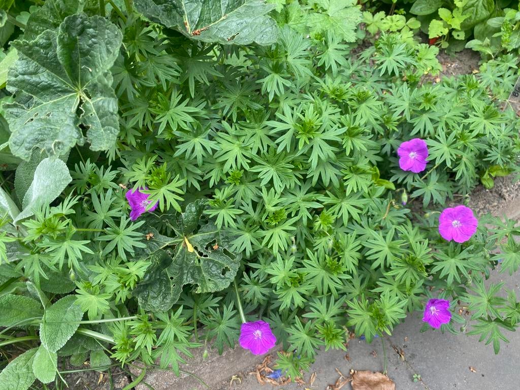 Geranium sanguineum 'Max Frei'  winterharde vaste plant, Ophalen of Verzenden, Volle zon