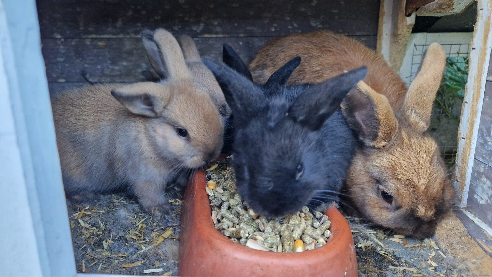 Jonge konijntjes, Meerdere dieren, Overige soorten