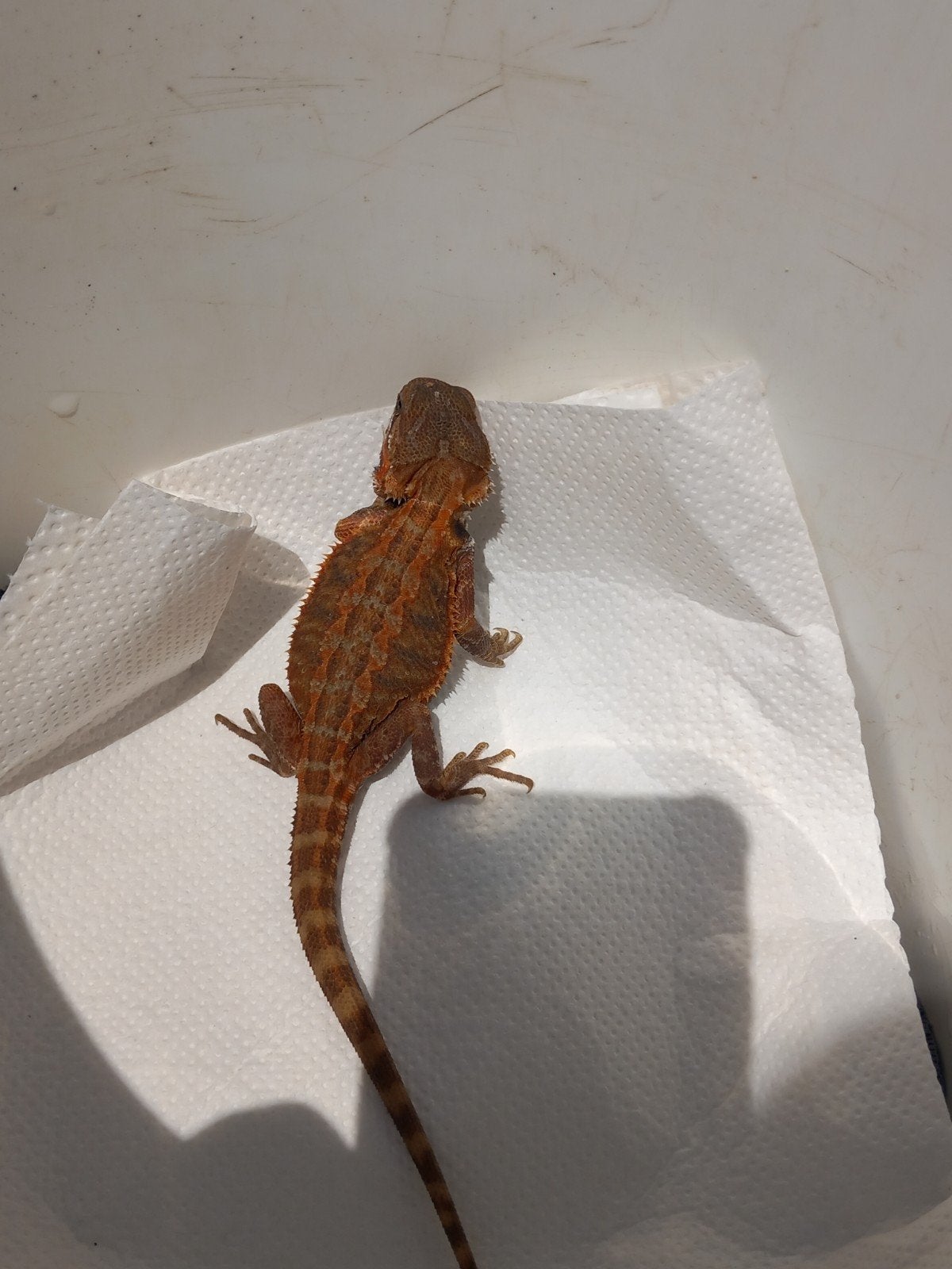Mooie baardagaam. Bearded Dragon photo 3