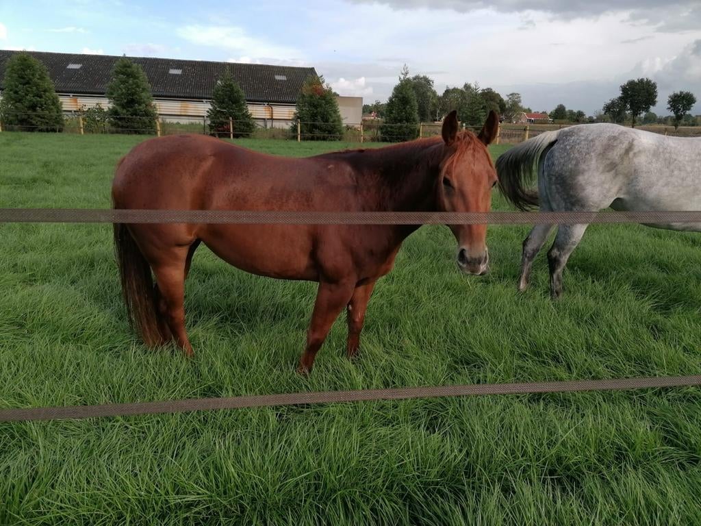 Quarter Horse merrie, Dieren en Toebehoren, Paarden, Merrie, Minder dan 160 cm, Met stamboom, 7 tot 10 jaar
