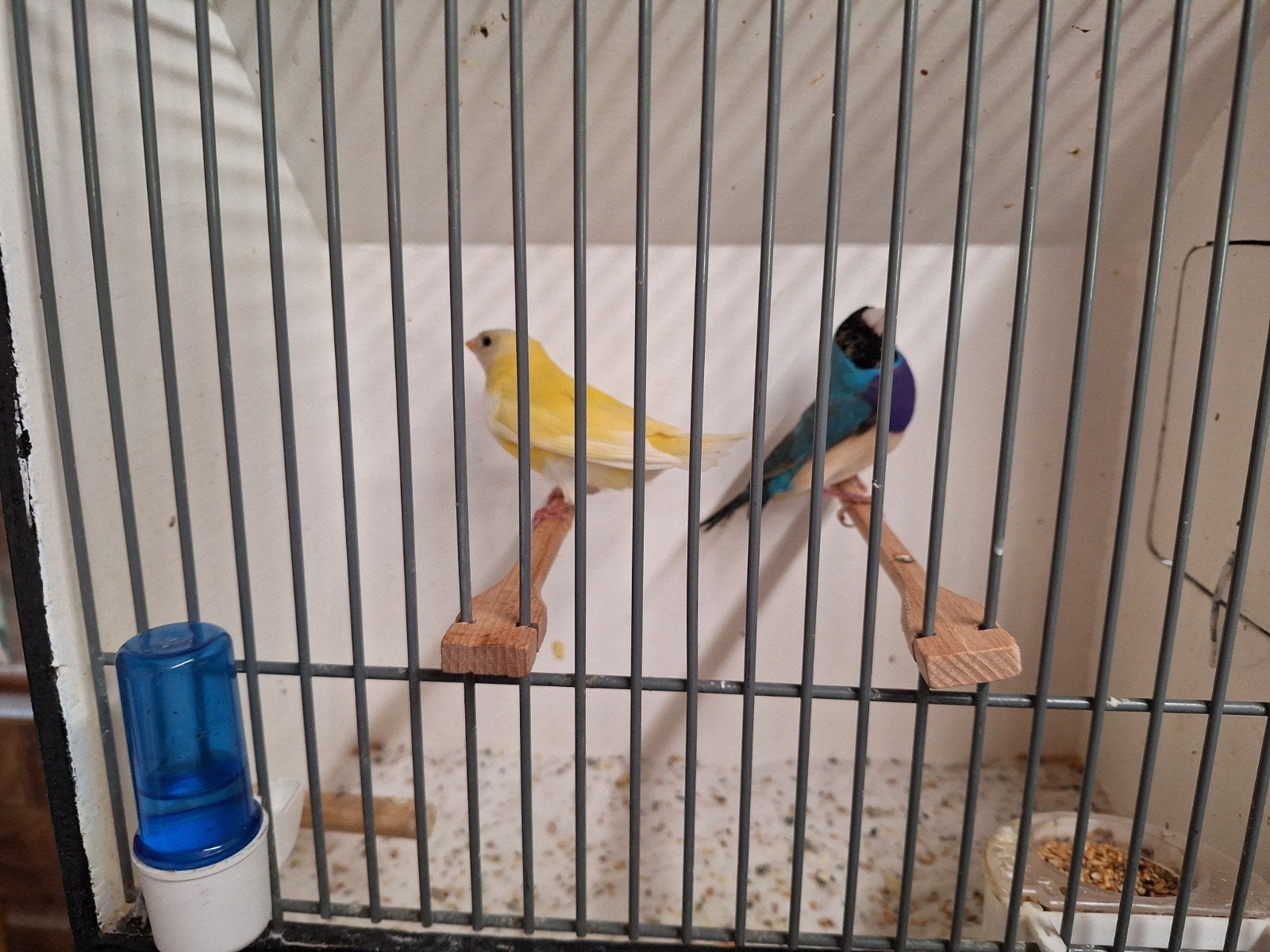 Gouldamadines, Dieren en Toebehoren, Vogels | Overige Vogels, Meerdere dieren