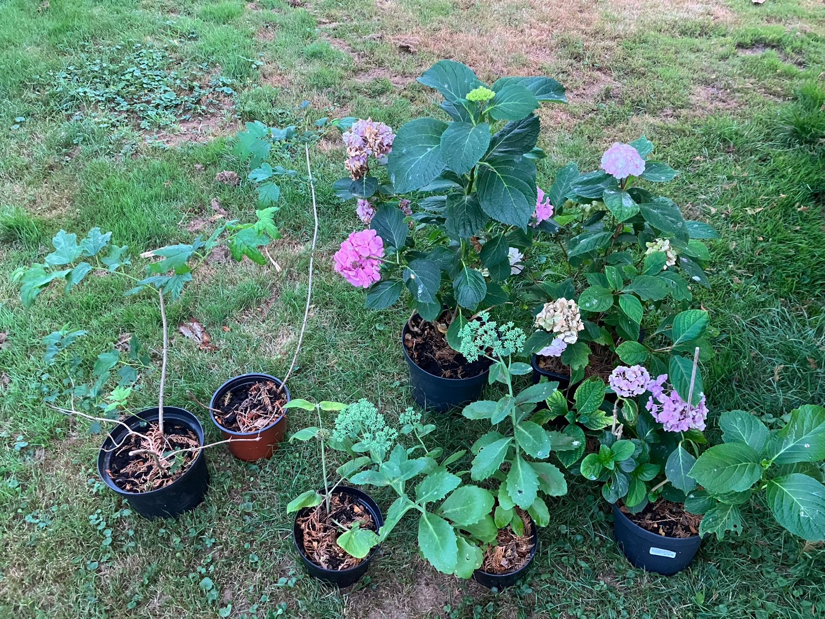 Verschillende planten te koop advertentie lezen aub, Ophalen, Overige soorten, Volle zon