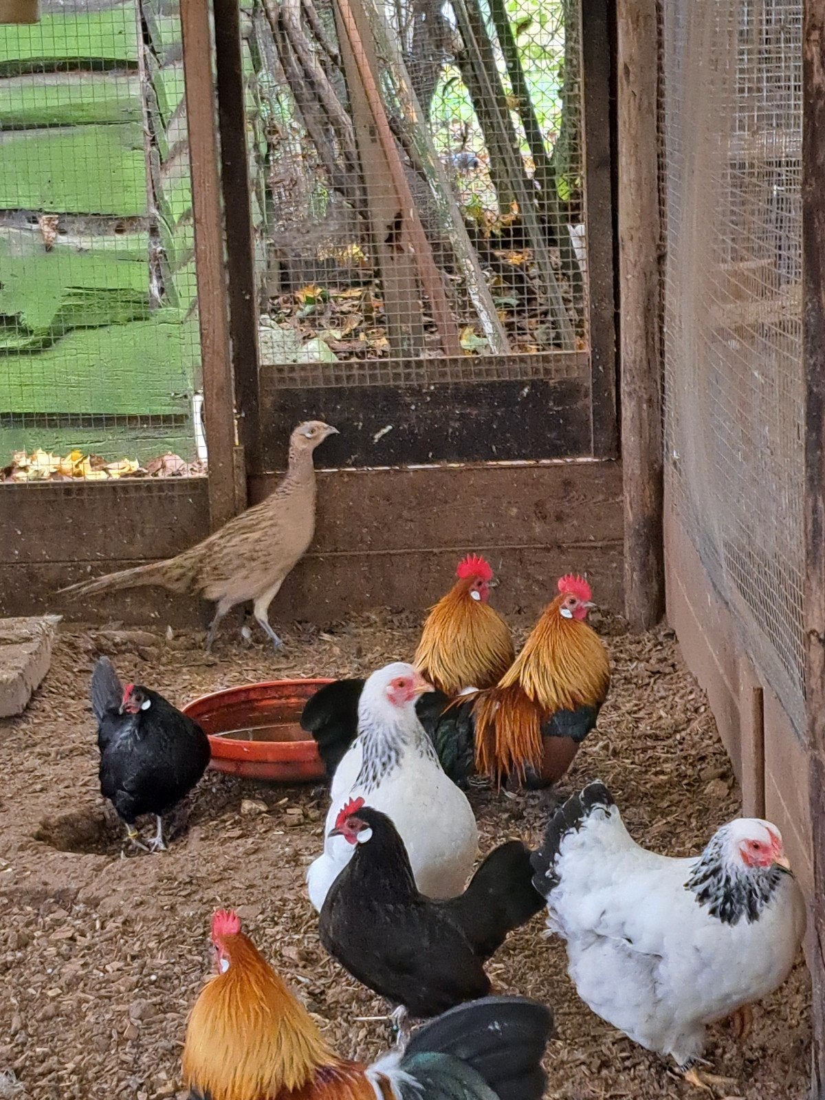 Australorp-Serama's-Holl.kriel kippen-Brakels-Leg hennen,ect, Dieren en Toebehoren, Meerdere dieren, Kip