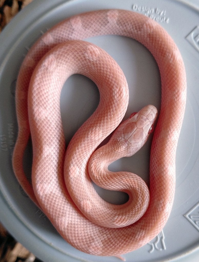 Korenslangen nk2026 (super) red factor hypo snow tess, mtly Corn Snake photo 5